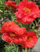 Portulaca , Moss Rose~RED,display of long-lasting, tropical color. Great In Containers ! - Caribbean garden seed