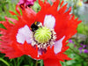 poppy danish flag flower, Annual Wildflower Seed - Caribbean garden seed