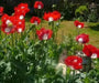 poppy danish flag flower, Annual Wildflower Seed - Caribbean garden seed