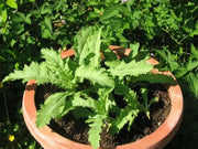 poppy danish flag flower, Annual Wildflower Seed - Caribbean garden seed