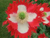 poppy danish flag flower, Annual Wildflower Seed - Caribbean garden seed