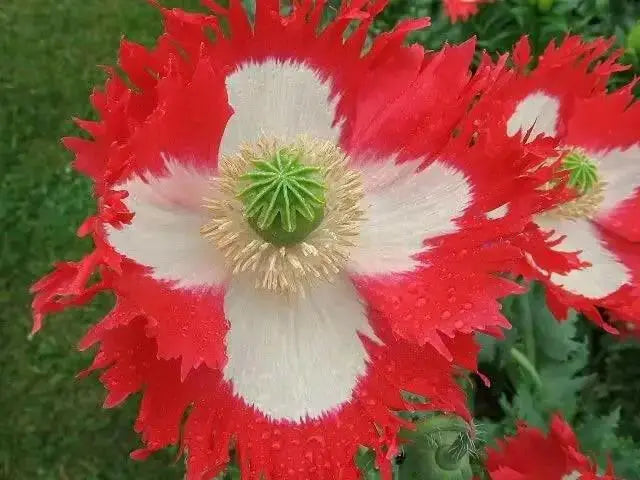 poppy danish flag flower, Annual Wildflower Seed - Caribbean garden seed