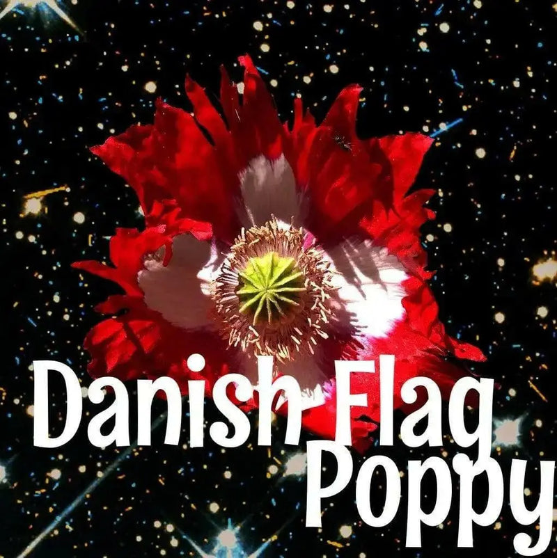 poppy danish flag flower, Annual Wildflower Seed - Caribbean garden seed