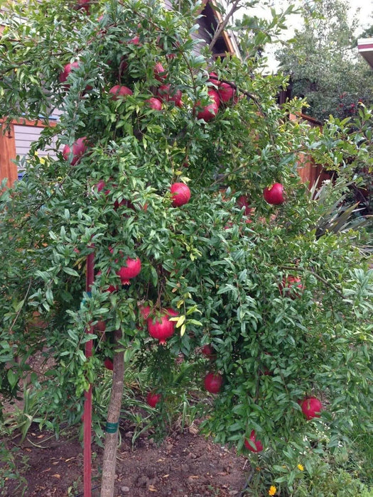 Pomegranate Seeds - fruit tree - Caribbean garden seed