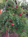 Pomegranate Seeds - fruit tree - Caribbean garden seed