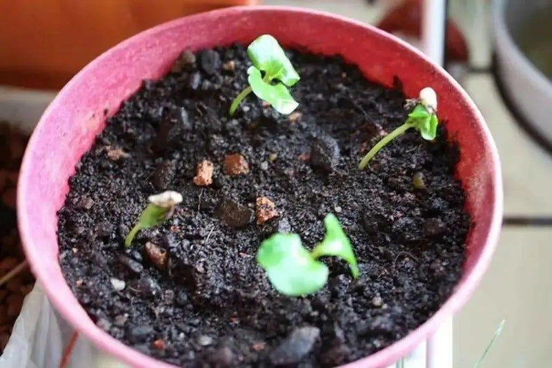 Pomegranate Seeds - fruit tree - Caribbean garden seed