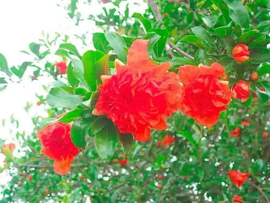 Pomegranate Seeds - fruit tree - Caribbean garden seed