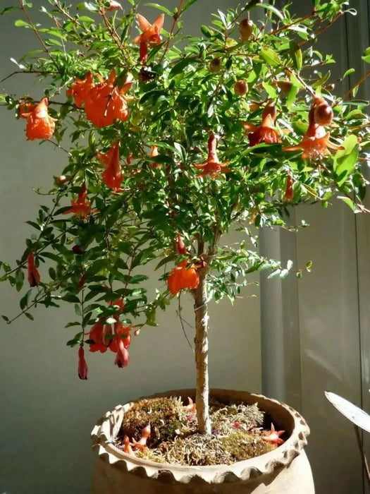 Pomegranate Seeds - fruit tree - Caribbean garden seed