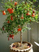 Pomegranate Seeds - fruit tree - Caribbean garden seed