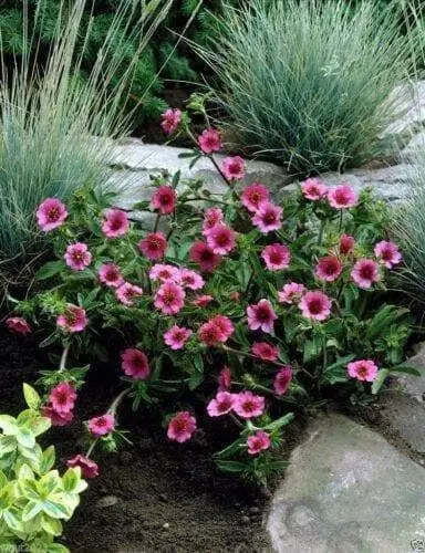 Potentilla nepalensis 'Miss Willmott, known as Cinquefoil !.