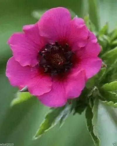 Potentilla nepalensis 'Miss Willmott, known as Cinquefoil !.