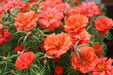 PORTULACA SEEDS - DOUBLE ORANGE, ANNUAL FLOWERS - Caribbean garden seed