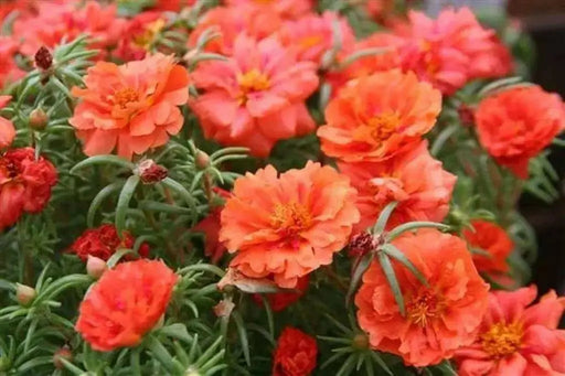 PORTULACA SEEDS - DOUBLE ORANGE, ANNUAL FLOWERS - Caribbean garden seed
