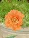 PORTULACA SEEDS - DOUBLE ORANGE, ANNUAL FLOWERS - Caribbean garden seed