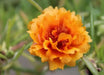 PORTULACA SEEDS - DOUBLE ORANGE, ANNUAL FLOWERS - Caribbean garden seed