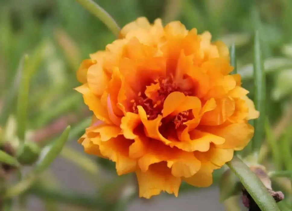 PORTULACA SEEDS - DOUBLE ORANGE, ANNUAL FLOWERS - Caribbean garden seed