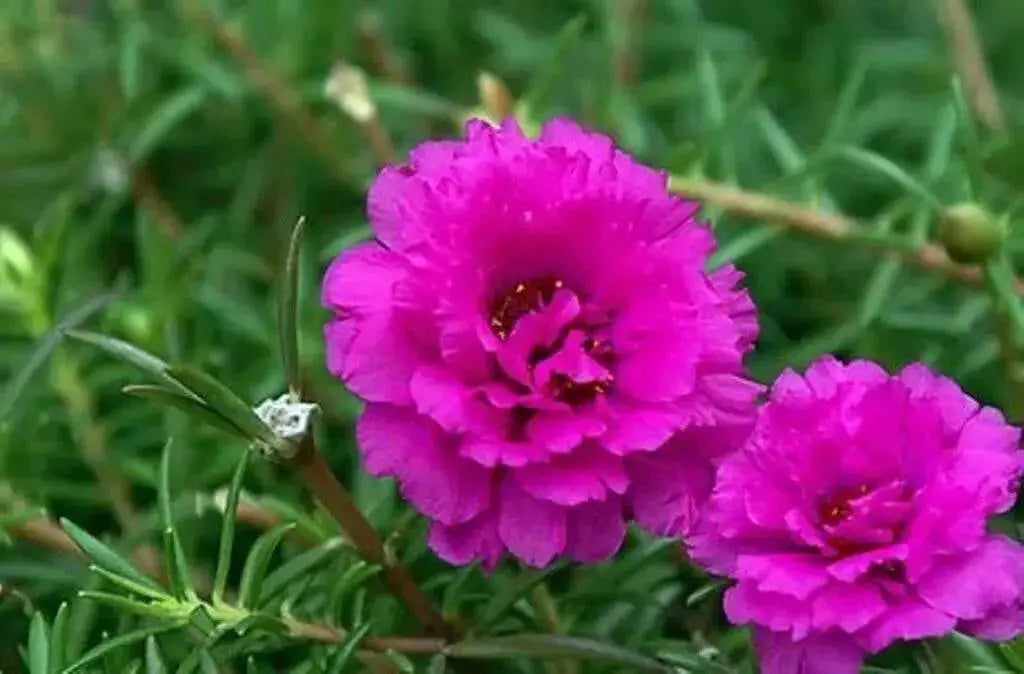 PORTULACA DOUBLE PINK , Moss rose FLOWERS SEED - Caribbean garden seed