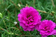 PORTULACA DOUBLE PINK , Moss rose FLOWERS SEED - Caribbean garden seed