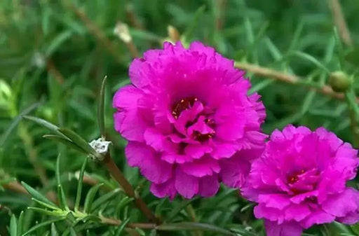 PORTULACA DOUBLE PINK , Moss rose FLOWERS SEED - Caribbean garden seed