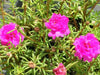 PORTULACA DOUBLE PINK , Moss rose FLOWERS SEED - Caribbean garden seed