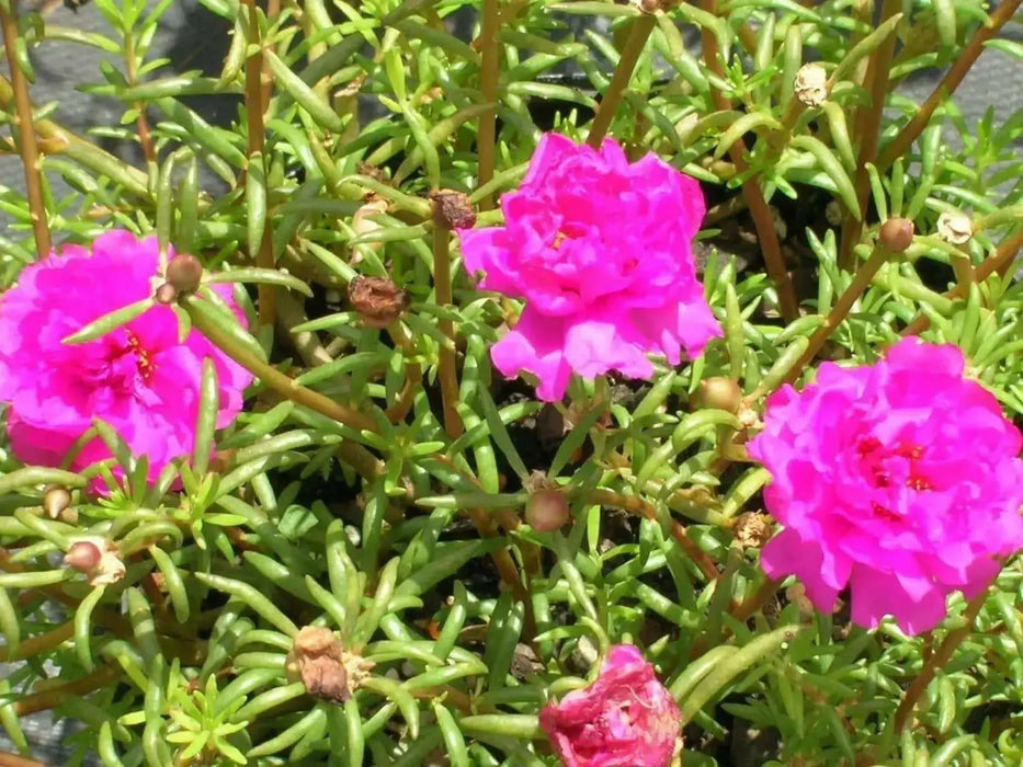 PORTULACA DOUBLE PINK , Moss rose FLOWERS SEED - Caribbean garden seed