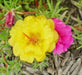PORTULACA DOUBLE PINK , Moss rose FLOWERS SEED - Caribbean garden seed