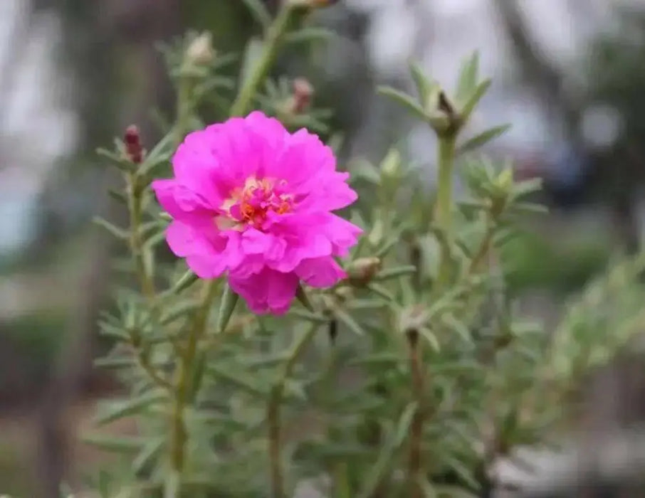 PORTULACA DOUBLE PINK , Moss rose FLOWERS SEED - Caribbean garden seed