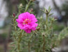 PORTULACA DOUBLE PINK , Moss rose FLOWERS SEED - Caribbean garden seed