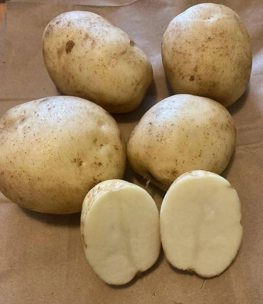 Potatoes , Reba (Late Season) Seed Potatoes,ANNUAL VEGETABLE, NON GMO - Caribbean garden seed