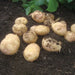 Potatoes , Reba (Late Season) Seed Potatoes,ANNUAL VEGETABLE, NON GMO - Caribbean garden seed