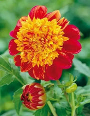 Powder Puff Dahlias Jive, ( 2 Tuber ) Great Cut Flowers , Perennial ! - Caribbean garden seed