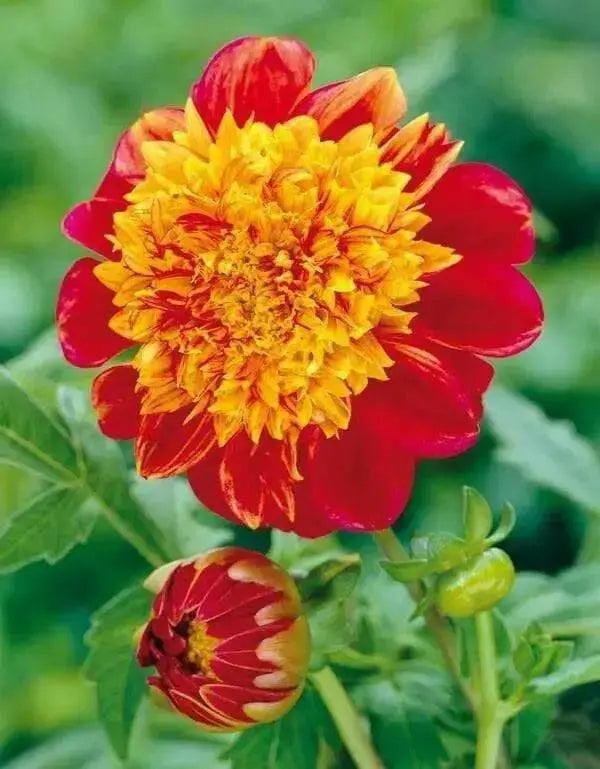 Powder Puff Dahlias Jive, ( 2 Tuber ) Great Cut Flowers , Perennial ! - Caribbean garden seed
