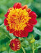 Powder Puff Dahlias Jive, ( 2 Tuber ) Great Cut Flowers , Perennial ! - Caribbean garden seed