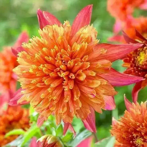 Powder Puff Dahlias Jive, ( 2 Tuber ) Great Cut Flowers , Perennial ! - Caribbean garden seed