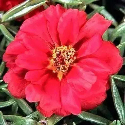 Portulaca Moss Rose~RED ~ 200 seeds Great in Container, Easily Grown, - Caribbean garden seed