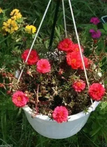 Portulaca Moss Rose~RED ~ 200 seeds Great in Container, Easily Grown, - Caribbean garden seed