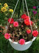 Portulaca Moss Rose~RED ~ 200 seeds Great in Container, Easily Grown, - Caribbean garden seed