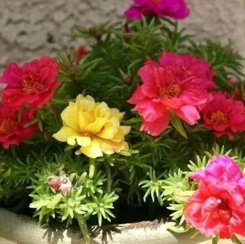 Portulaca Moss Rose~RED ~ 200 seeds Great in Container, Easily Grown, - Caribbean garden seed