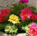 Portulaca Moss Rose~RED ~ 200 seeds Great in Container, Easily Grown, - Caribbean garden seed