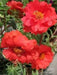 Portulaca Moss Rose~RED ~ 200 seeds Great in Container, Easily Grown, - Caribbean garden seed