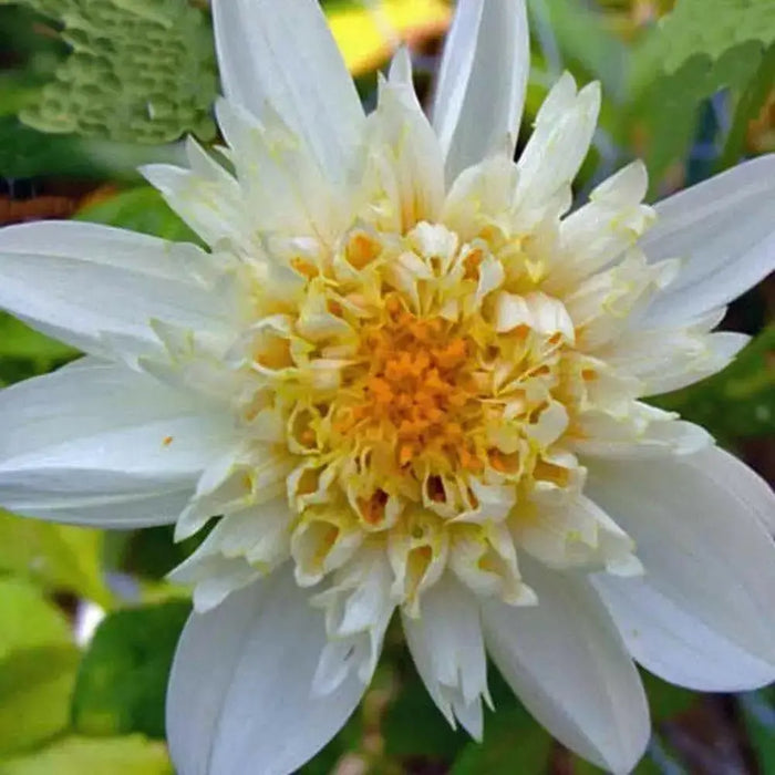 Powder Puff Dahlias Toto, ( 2 Tuber ) Great Cut Flowers , Perennial ! - Caribbean garden seed