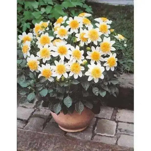Powder Puff Dahlias Toto, ( 2 Tuber ) Great Cut Flowers , Perennial ! - Caribbean garden seed
