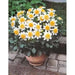 Powder Puff Dahlias Toto, ( 2 Tuber ) Great Cut Flowers , Perennial ! - Caribbean garden seed