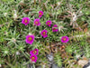 Portulaca pilosa,(3 LIVE PLANT) GROUNDCOVER SUCCULENT - Caribbean garden seed