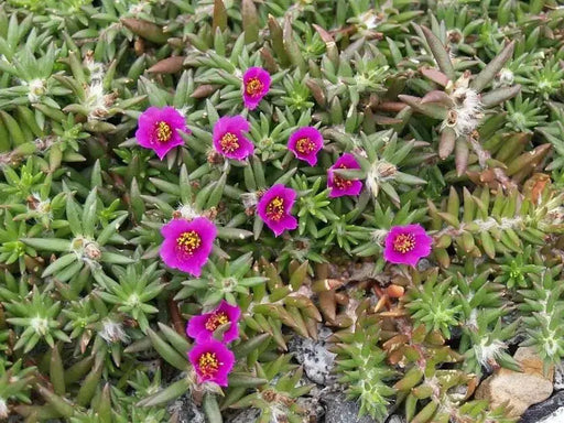 Portulaca pilosa,(3 LIVE PLANT) GROUNDCOVER SUCCULENT - Caribbean garden seed