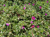 Portulaca pilosa,(3 LIVE PLANT) GROUNDCOVER SUCCULENT - Caribbean garden seed