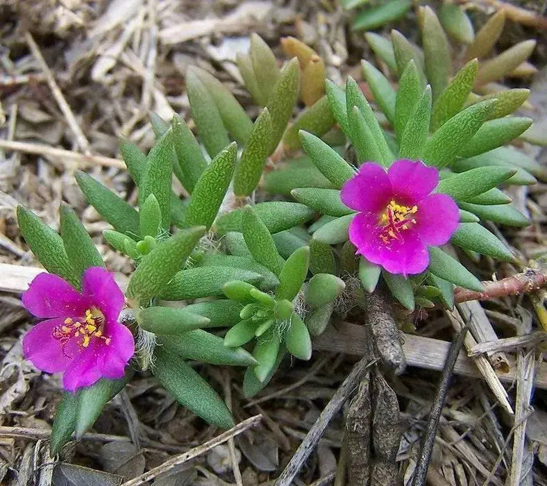 Portulaca pilosa,(3 LIVE PLANT) GROUNDCOVER SUCCULENT - Caribbean garden seed