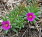 Portulaca pilosa,(3 LIVE PLANT) GROUNDCOVER SUCCULENT - Caribbean garden seed