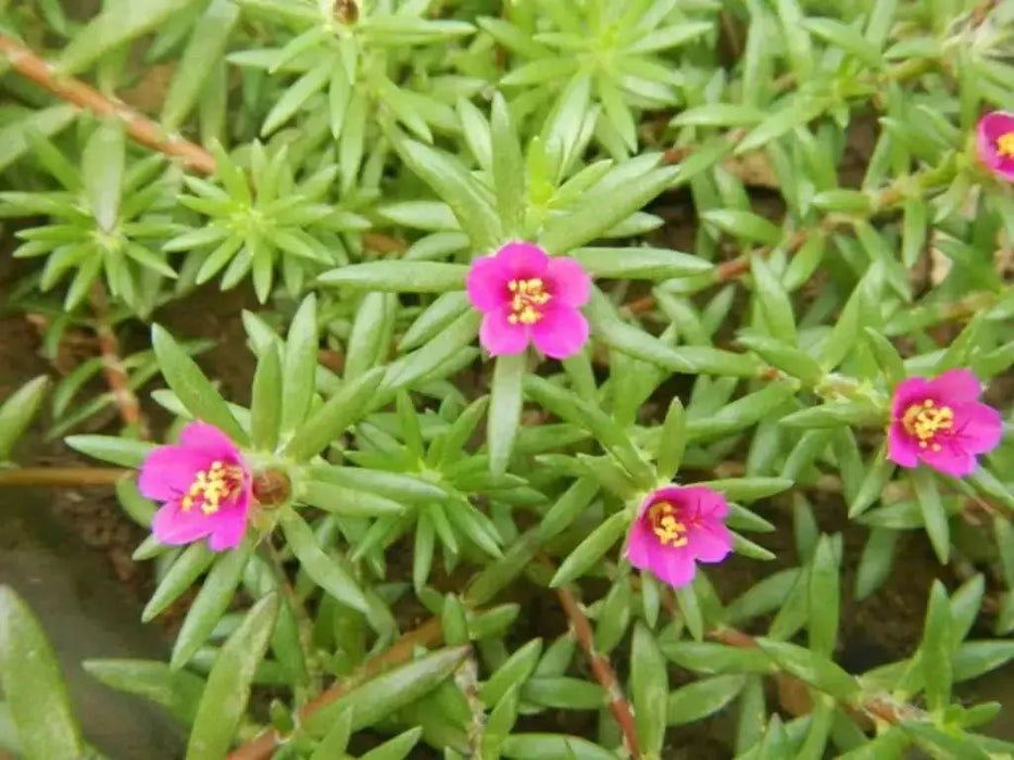 Portulaca pilosa,(3 LIVE PLANT) GROUNDCOVER SUCCULENT - Caribbean garden seed
