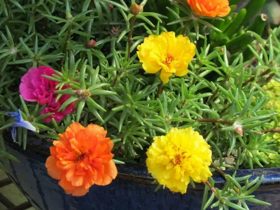 PORTULACA Moss rose DOUBLE,YELLOW , Great In Containers ! - Caribbean garden seed